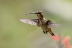 Vliegende kolibri 3, V.S.